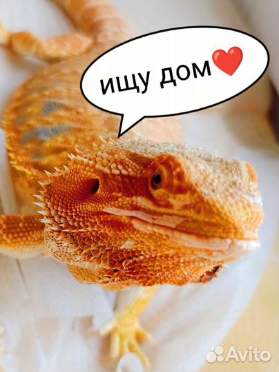 Агама с террариумом