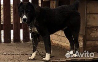 Сао,алабай,вязка