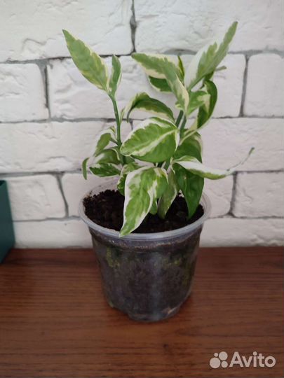 Комнатные цветы