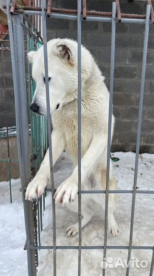 Собака в добрые руки алабай