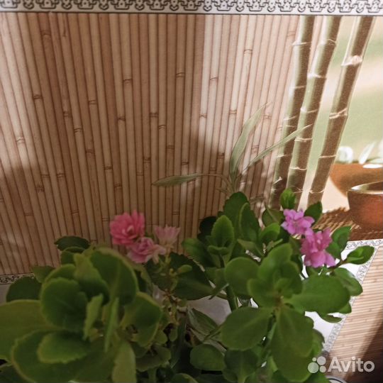 Каланхоэ цветущий нежно-розовый