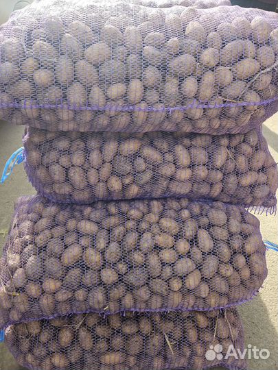 Семенной картофель