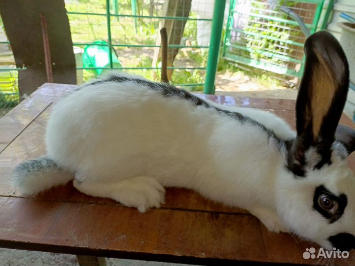 Немецкий пестрый