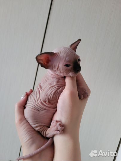 Канадский сфинкс котенок