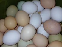 Инкубационное яйцо кур несушек