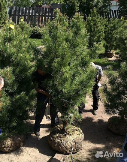 Саженцы кедра от производителя экстра класс