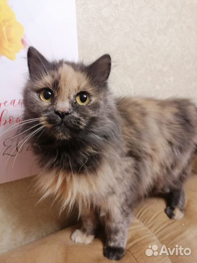 Кошка Маруся