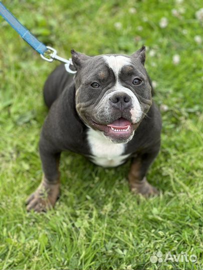 Мальчик покет