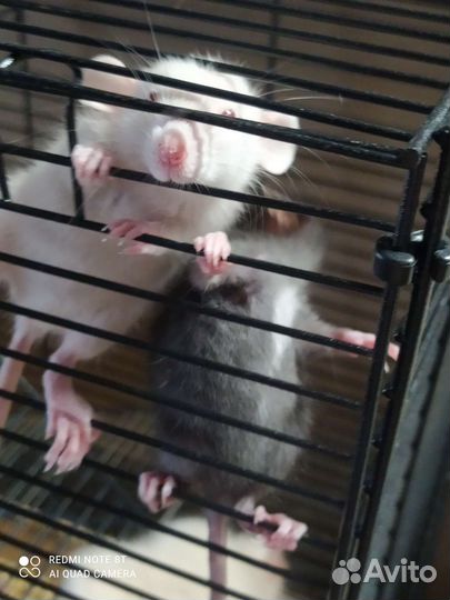 Крысята дамбо