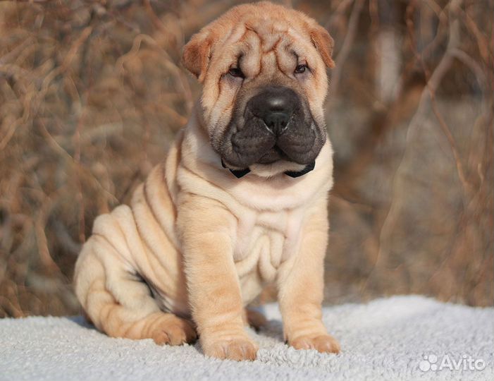 Щенки шарпеев с документами