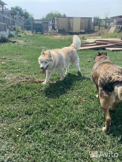 Мальчишка Диксон