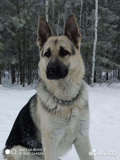 Кобель 5 лет