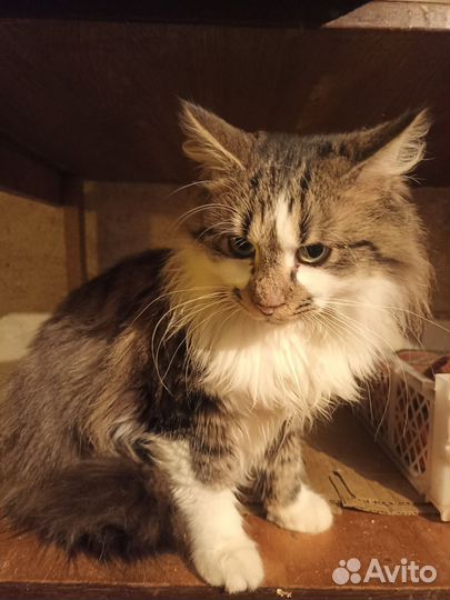 Котик Кузя ищет дом