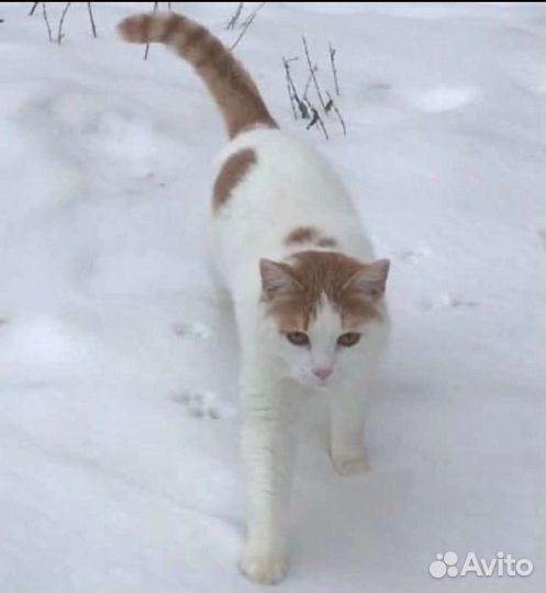 Красивая кошечка в дар