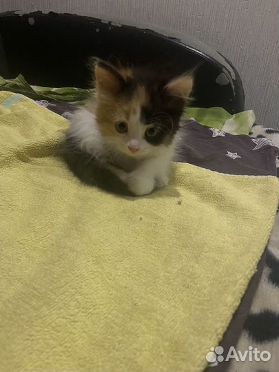 Котята отдам даром