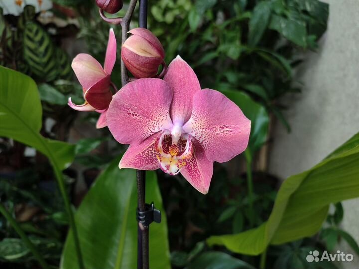 Орхидея Фаленопсис Leco Fantastic / Dragon heart