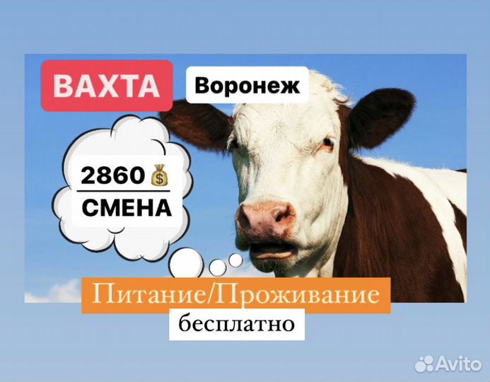 Работа вахтой.Обвальщики Воронеж