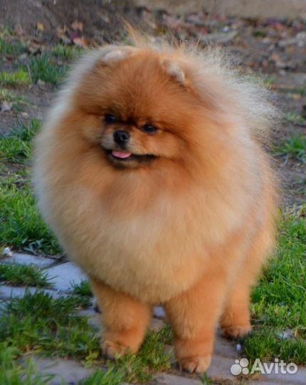 Щенок помернанский шпиц девочка