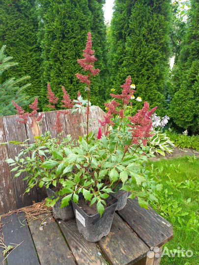 Садовые многолетние растения