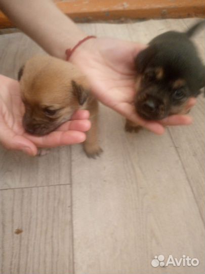 Отдам маленьких собак двое в хорошие руки