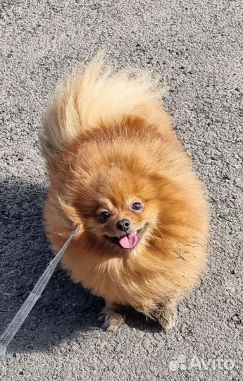 Вязка шпица