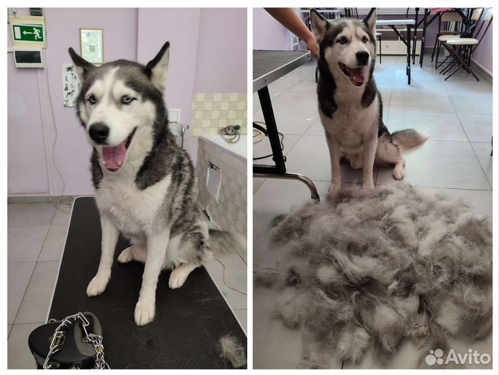 Груминг собак и кошек