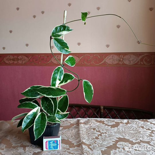 Комнатные цветы разные