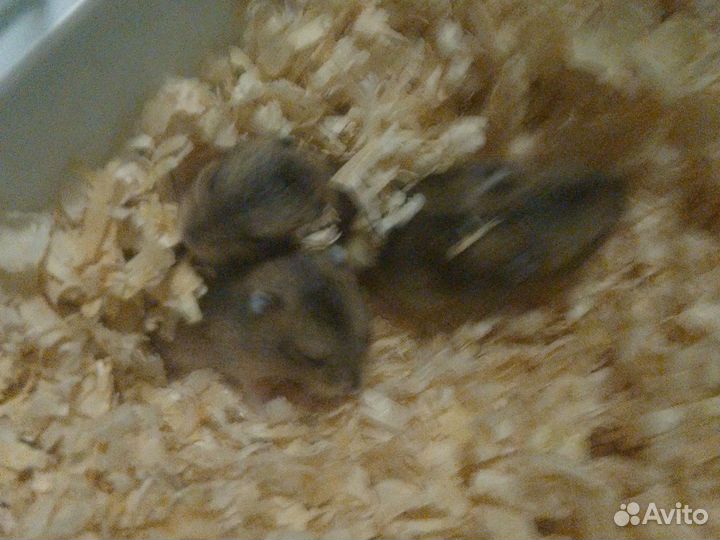 Джунгарский хомяк маленький