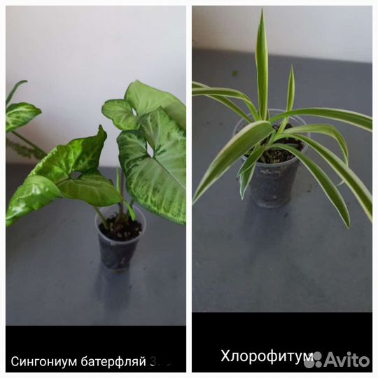 Сингониум Эпипремнум Сциндапсус Нефролепсис