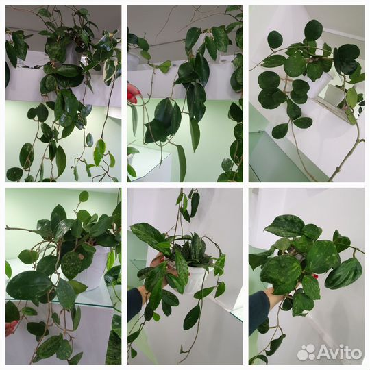 Хойи взрослые