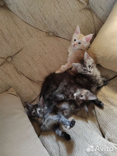 Котята мейн-кун