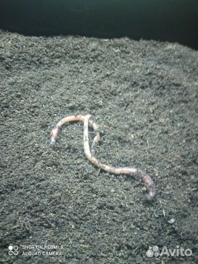 Биогумус(вермикомпост) собственного производства