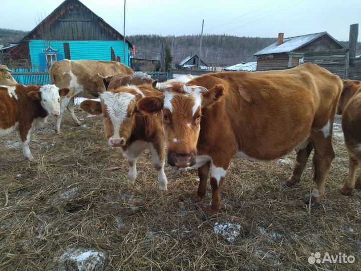 Продажа. крс