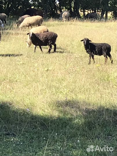 Овцы бараны