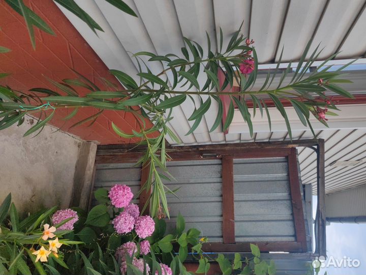 Олеандр махровый