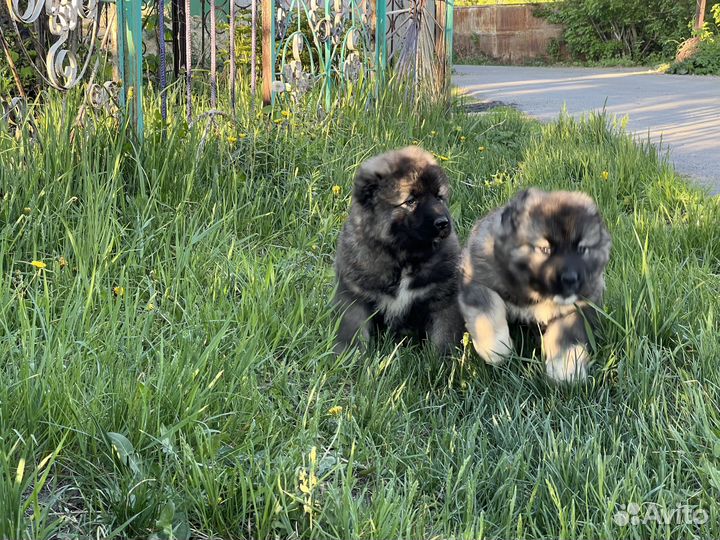 Продам кобеля