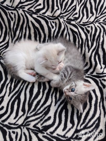 Котята в добрые руки