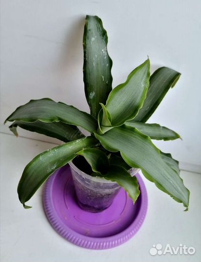 Алоказия, перец