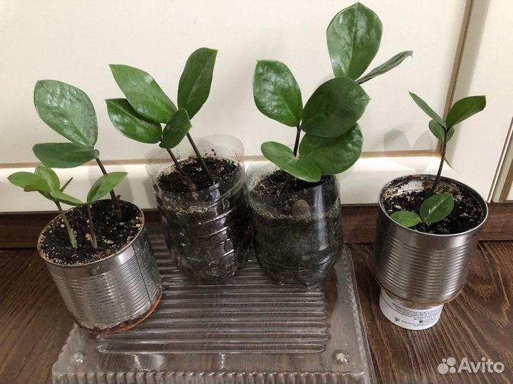 Замиокулькас