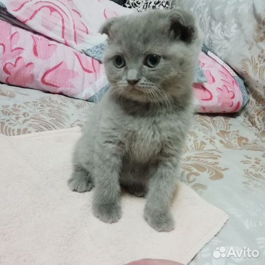 Отдам в добрые руки