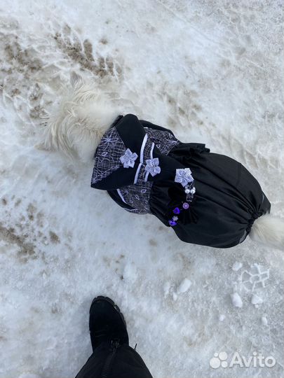 Одежда для собак