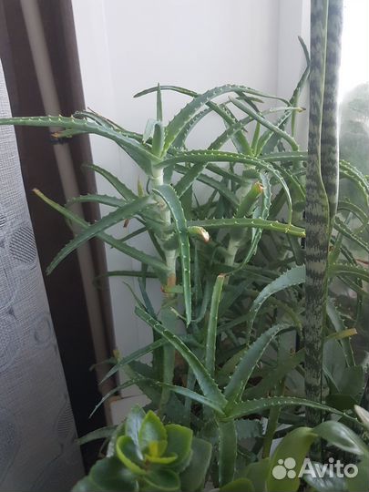 Алое лечебное