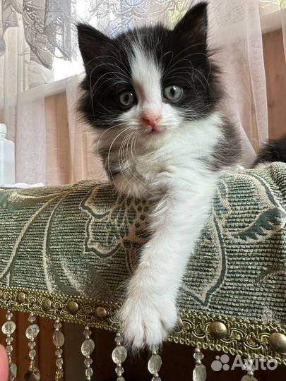 Милые котята