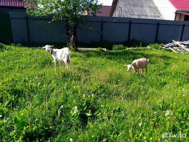 Продаются козы