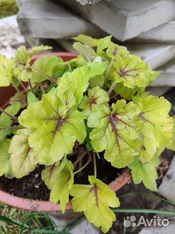 Гейхерелла Catching fire