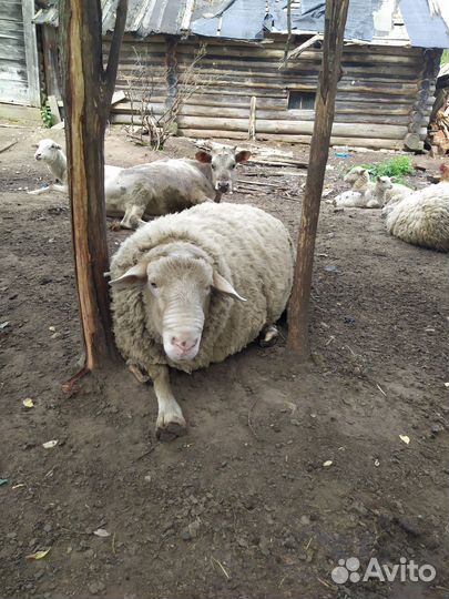 Овцы бараны