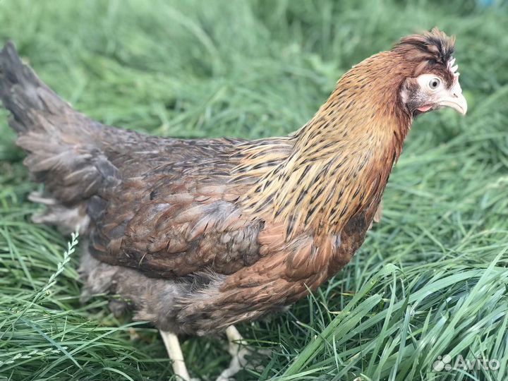 Куры несушки (молодки) доставка