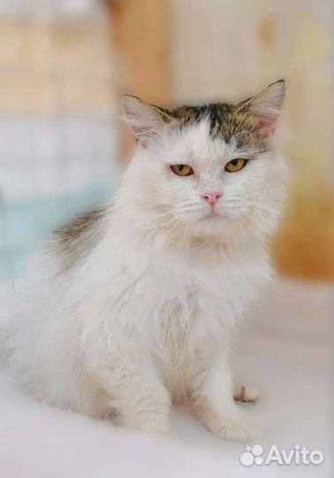Котик Филимон
