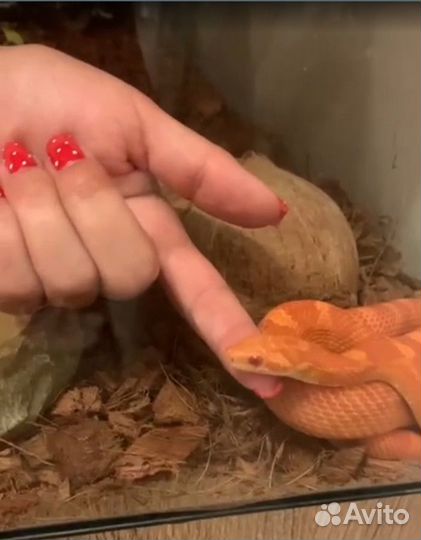 Маисовый полоз Fire (Amel Diffused)