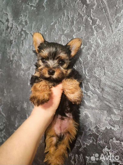 Йоркширский терьер